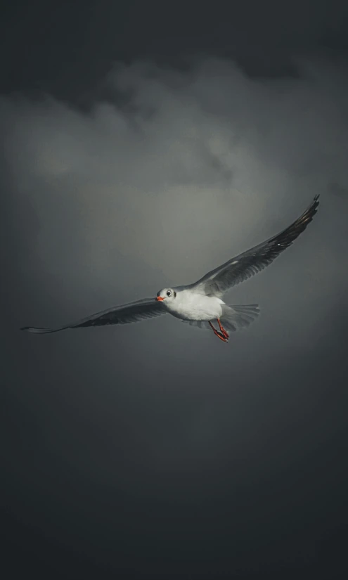 a seagull with white wings flies in a cloudy sky