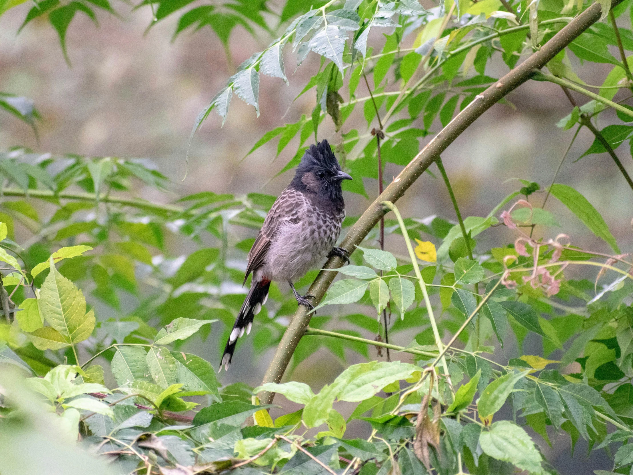 a small bird sitting on a nch in the trees