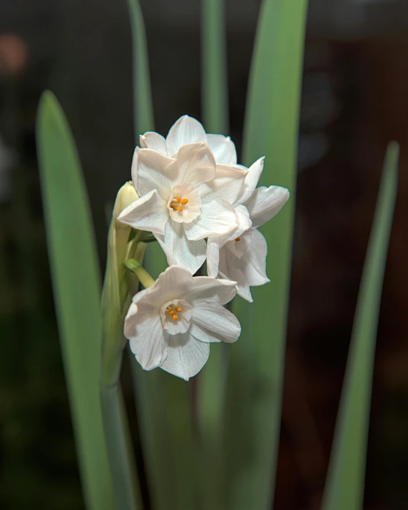 some pink and white flowers growing in the grass