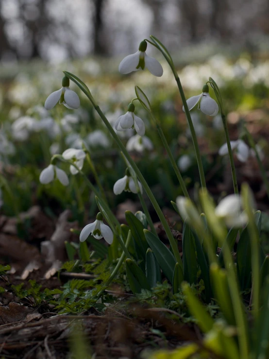 some white flowers in the grass and some trees