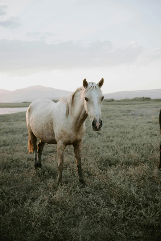 a white horse standing on top of a lush green field