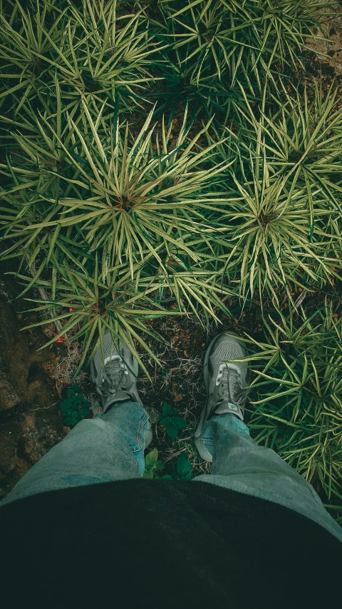 a person standing under a tall green plant