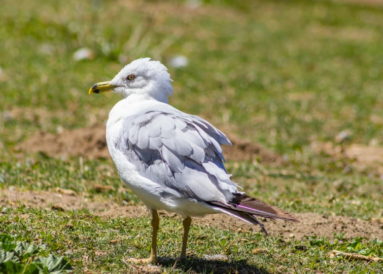 a bird standing on the ground in some grass