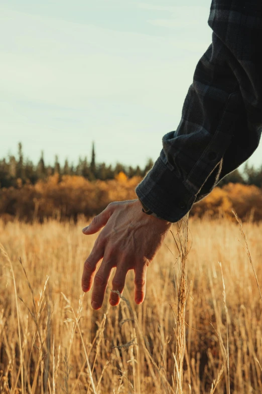 a man touching a field full of tall grasses