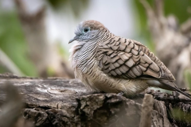 the small bird is sitting on the nch