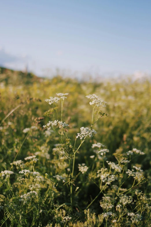 closeup of a wildflower field with sky in the background