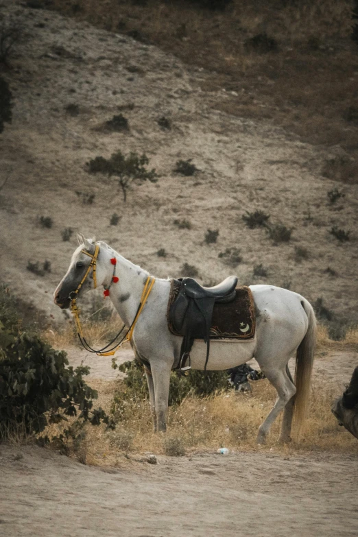 a white horse with saddle and no bridle walking on a field