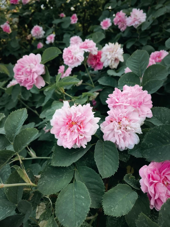 pink and white flowers in a planter outdoors