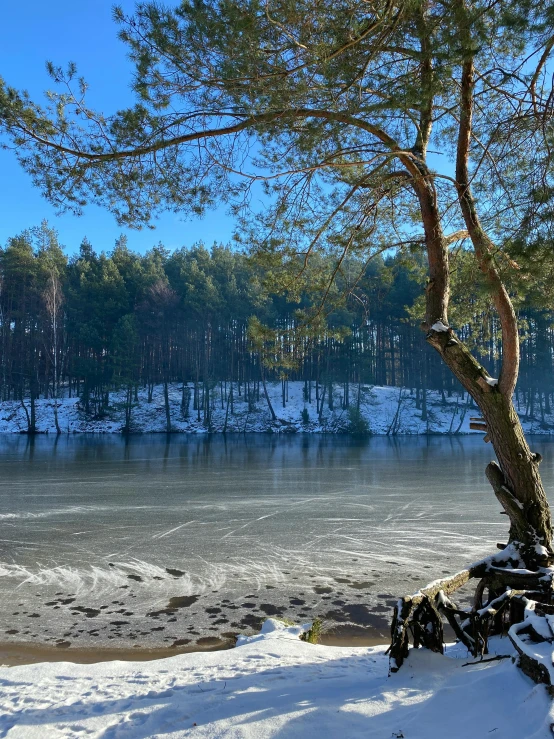 snow covered forest and a lake with trees