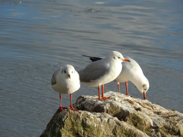 three birds standing on the rocks next to the water