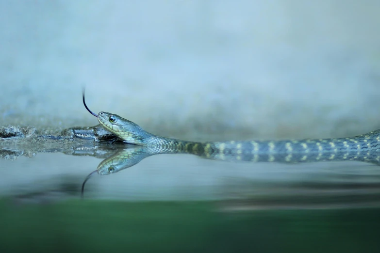 an adult lizard and its reflection in water