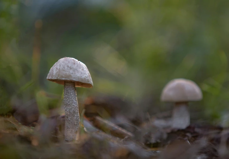 a small group of mushrooms sitting on top of grass