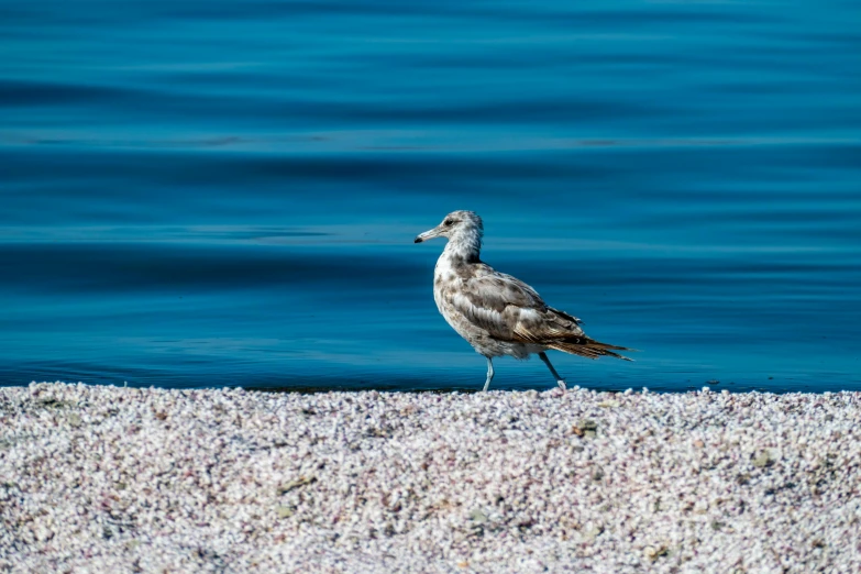 a bird walks on white sea foam near the water