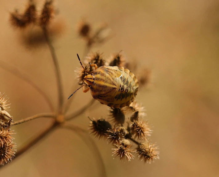 a bug on top of some dead plants