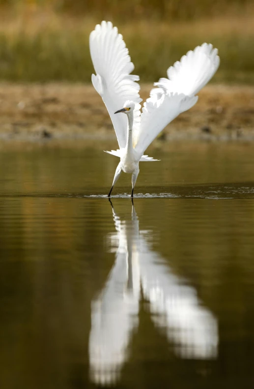 two white birds flying over a river next to each other