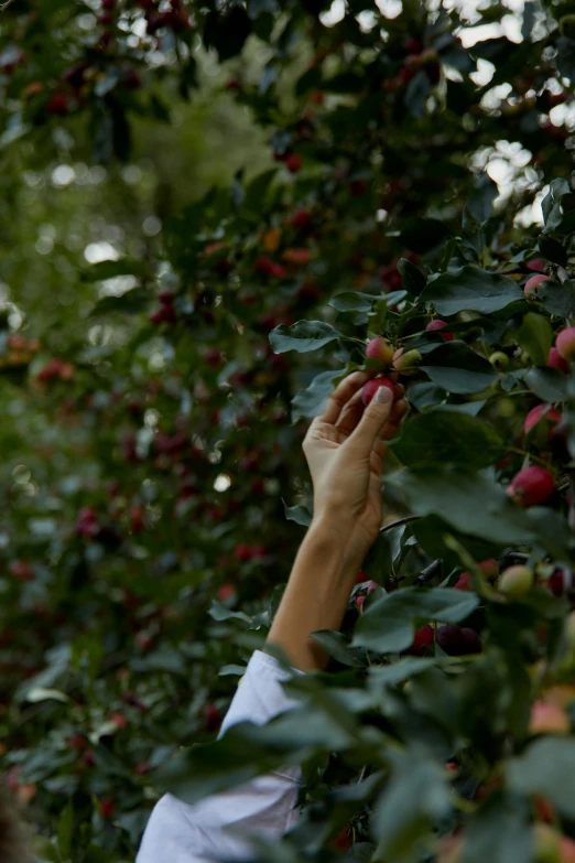 a woman picking a ripe apple from a tree