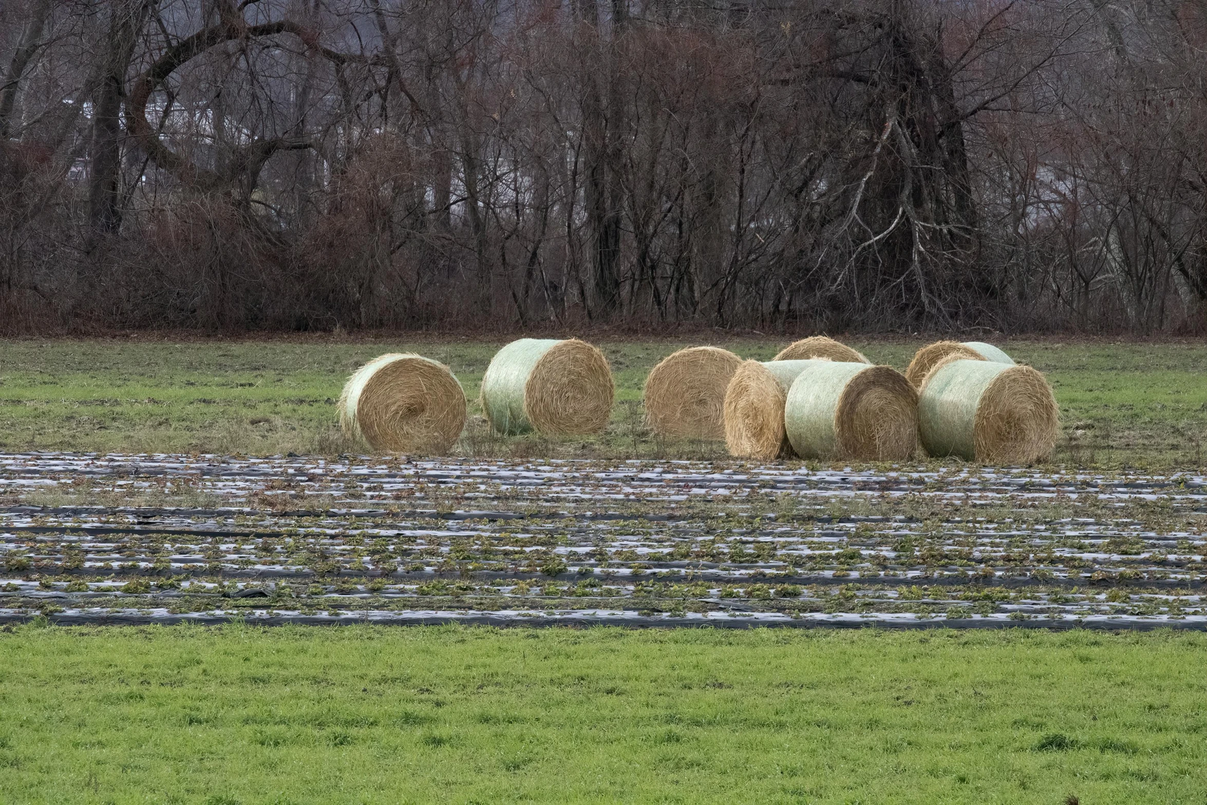 several round bales of hay sit in a field