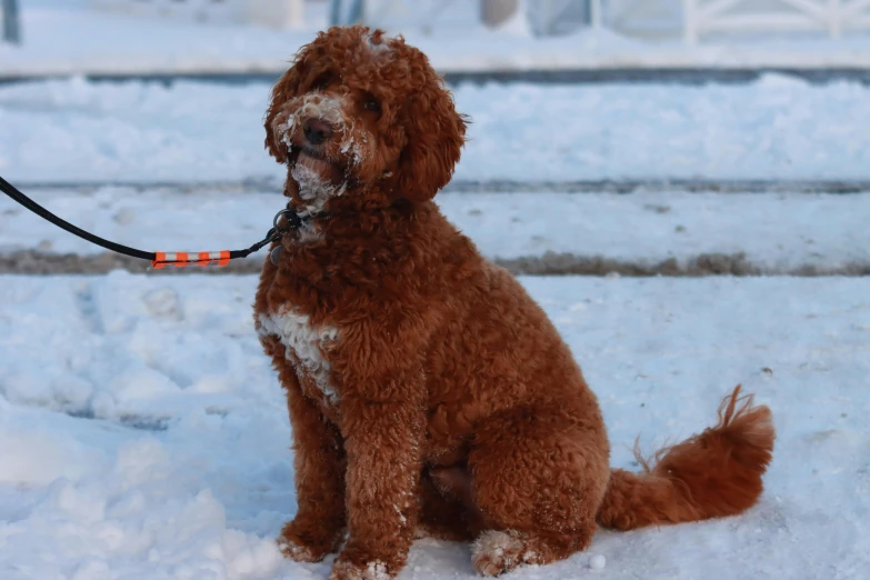 the red poodle is being used as a leash