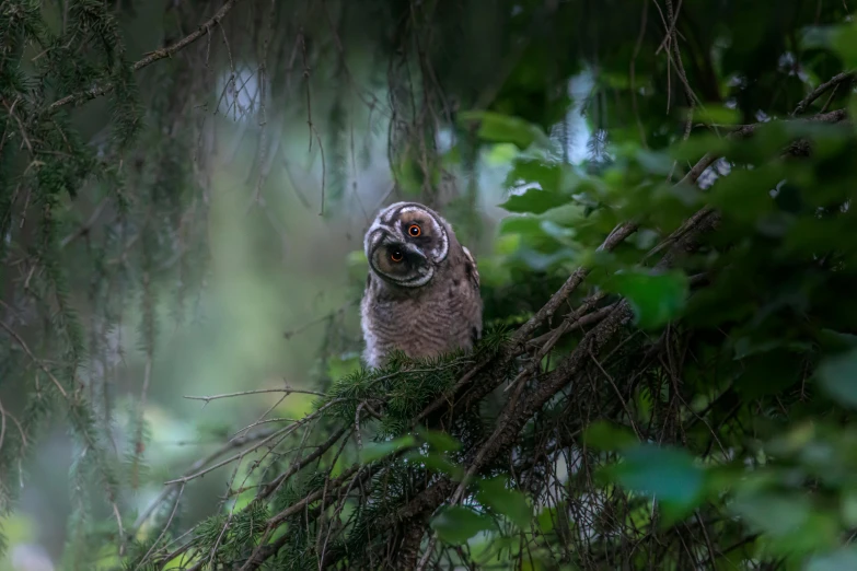 a bird sitting in the nches of a tree