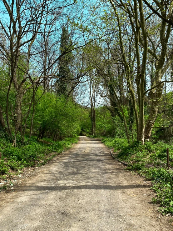 there is an empty road that goes between trees