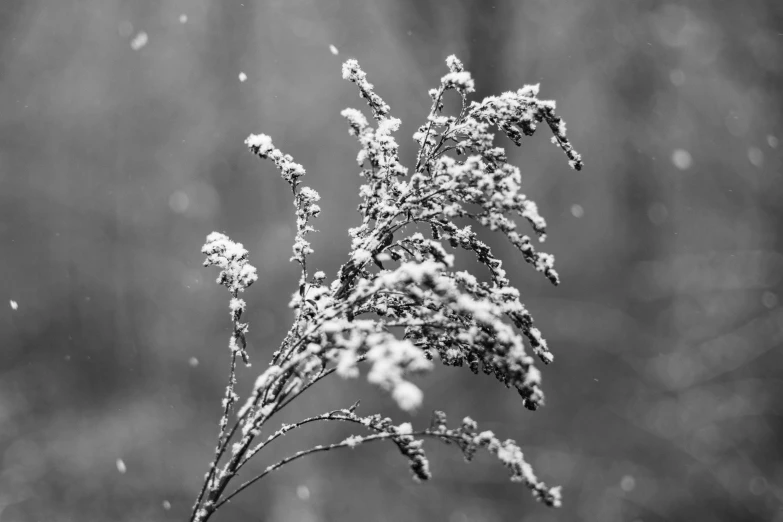 snow is seen in this black and white po