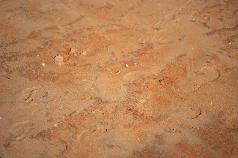 a dirt surface with an area where small animal prints are visible