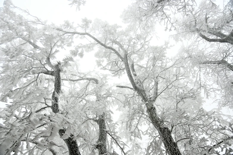 three large tree trunks stand up against a white sky