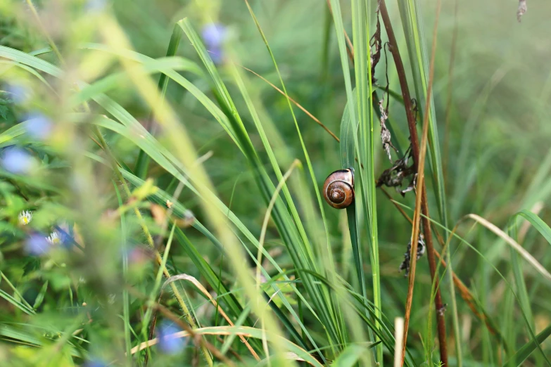 a snail climbing the side of tall grass