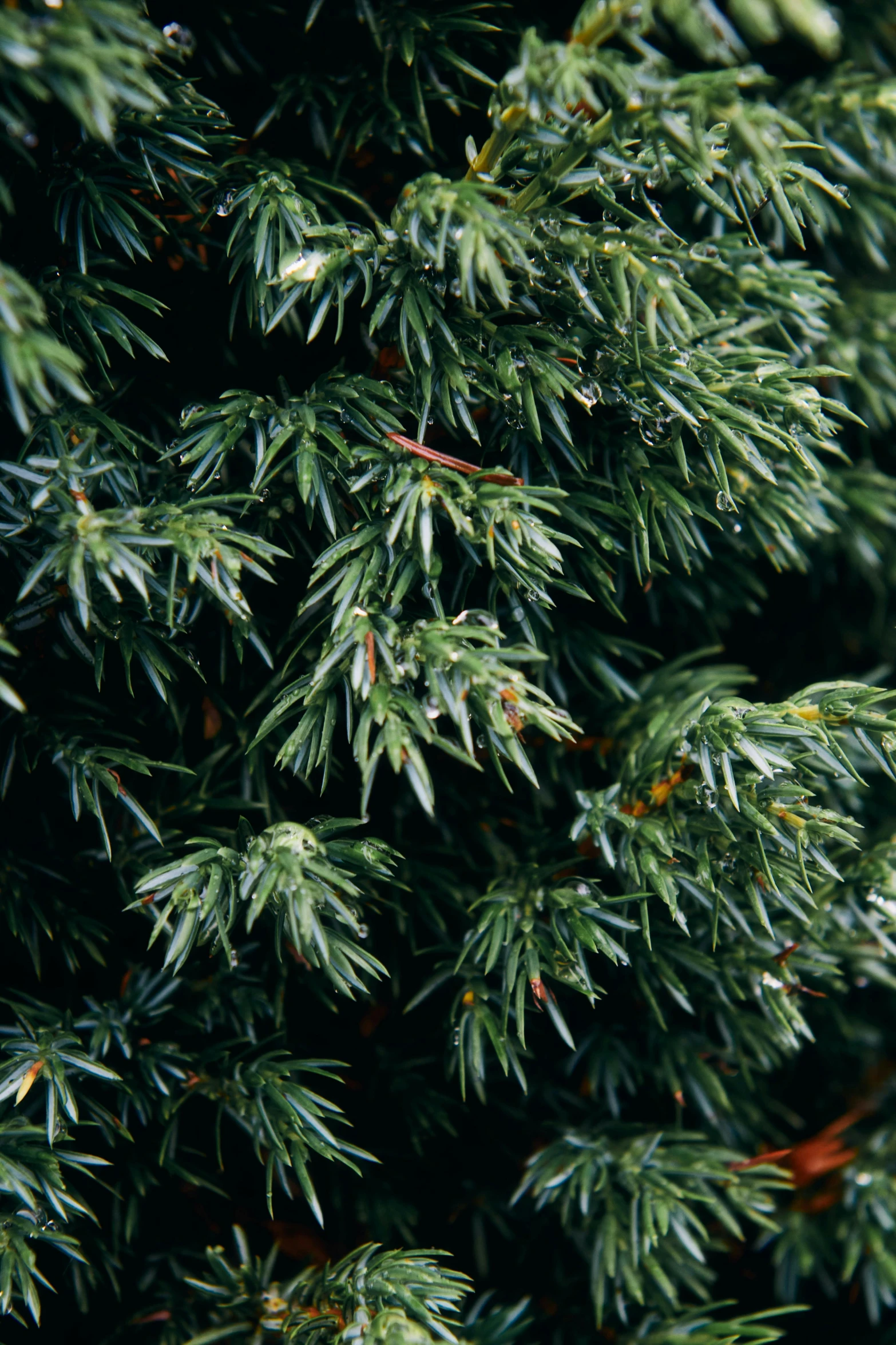 pine nches with some white needles and light green leaves