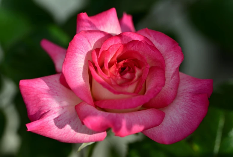 a pink flower with green leaves on the back ground