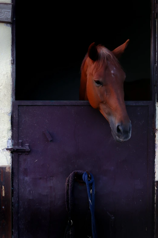 the horse is standing up and looking out of his stall