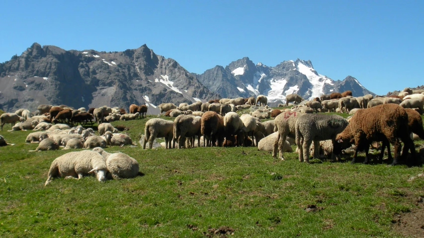 a herd of sheep grazing on a green hillside