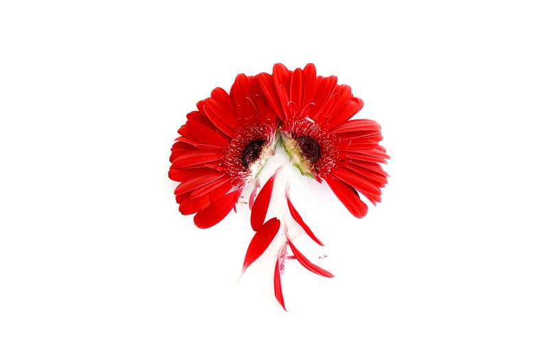 a large red flower in a vase on a white background