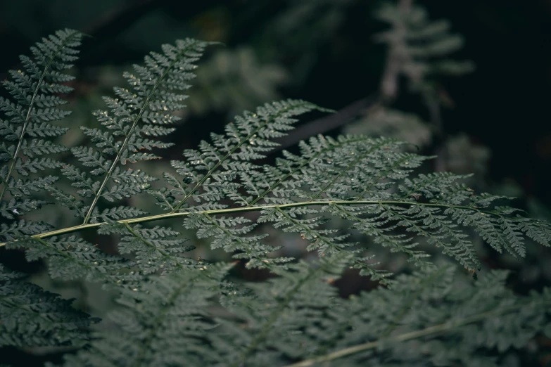 green leaves in the night light