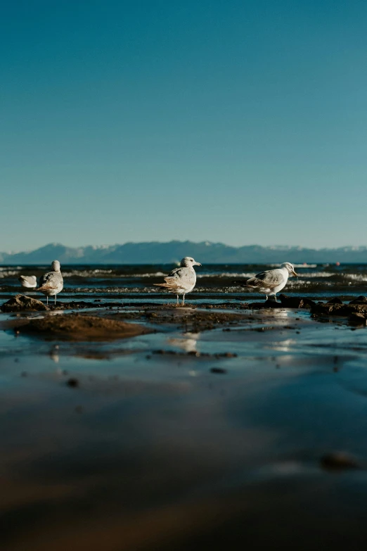 seagulls standing in shallow water on beach under blue sky