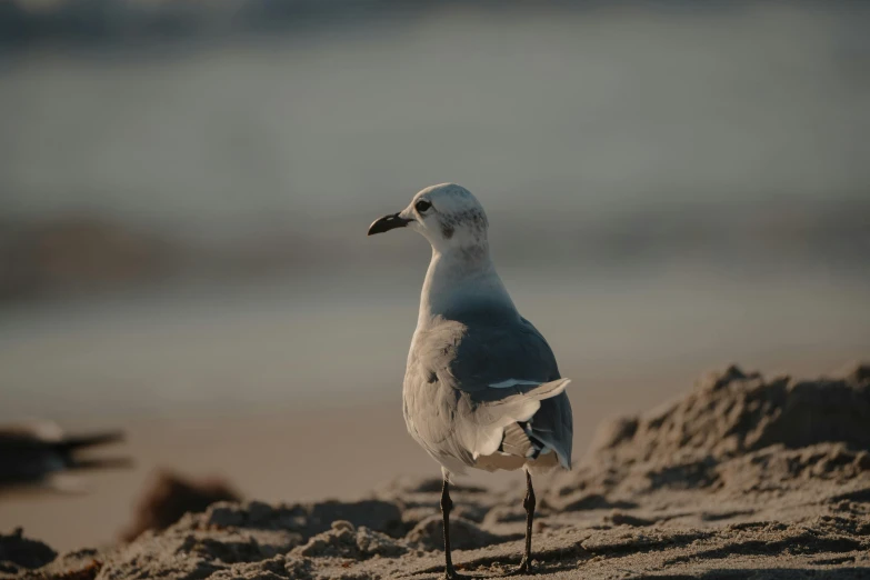 a seagull is looking for food on the beach