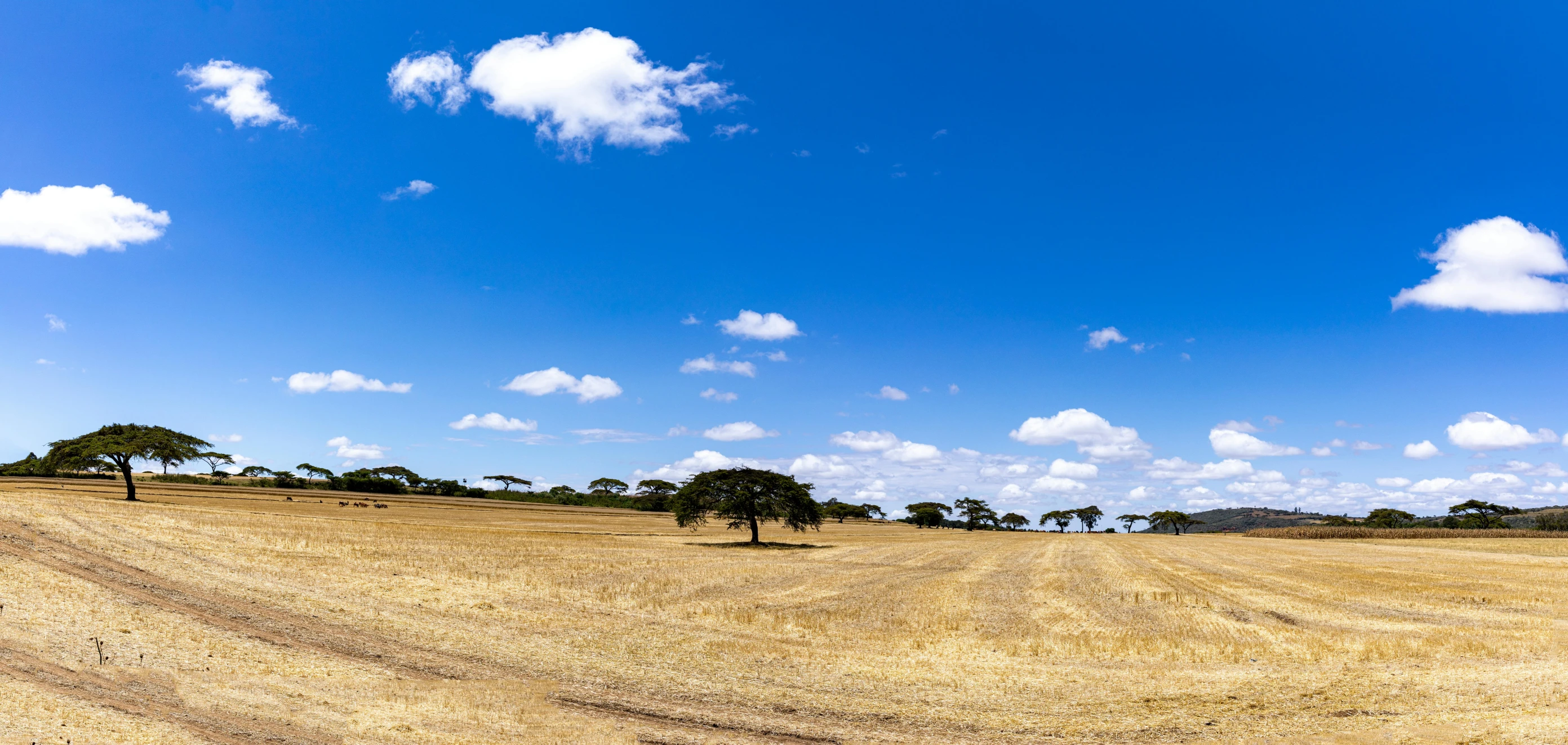 two trees standing in a field with the sky