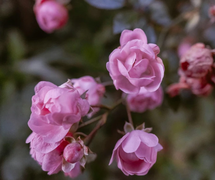 pink flowers and buds in an upclose scene