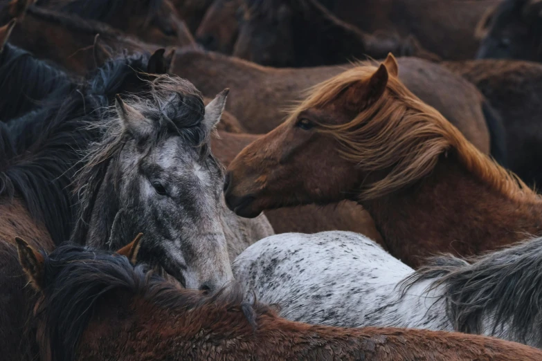 a couple of horses that are near each other