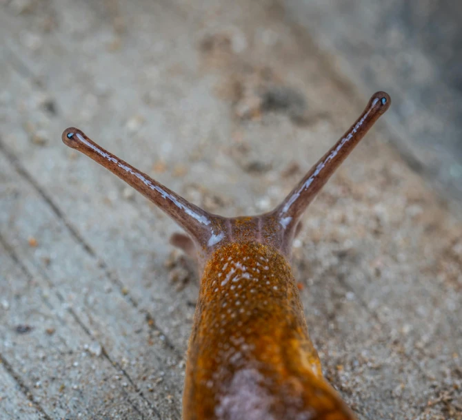 a very pretty brown slug laying on the ground