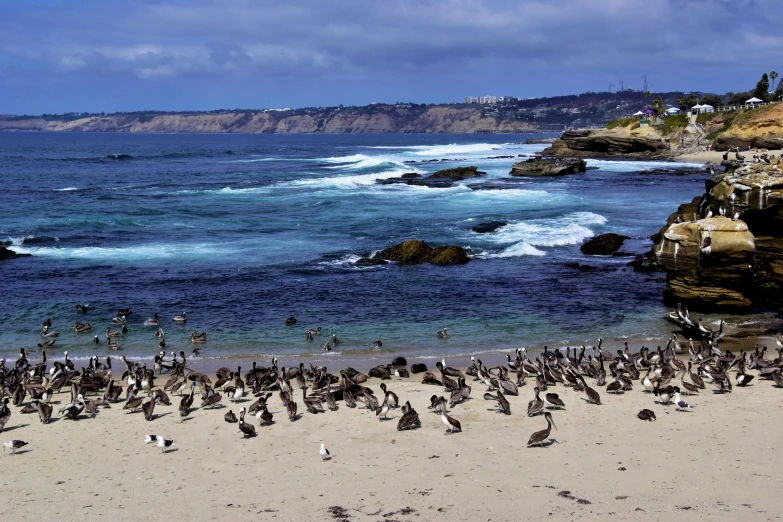 a large group of birds gathered on the beach