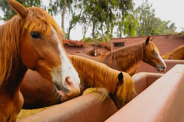 a couple of brown horses looking over a fence