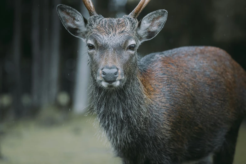 an image of a small deer looking at the camera