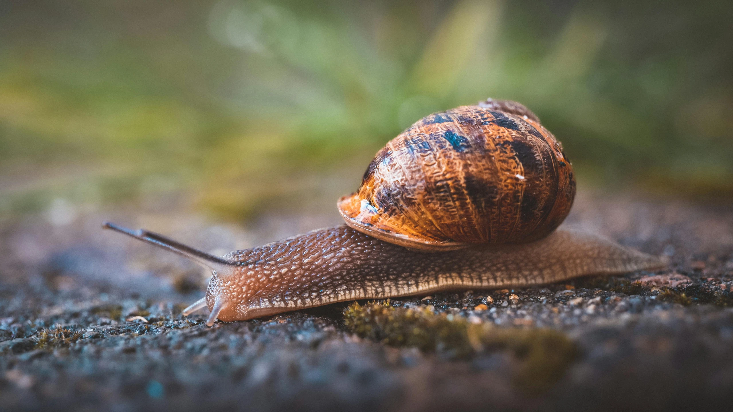 there is a snail with its shell resting on the ground