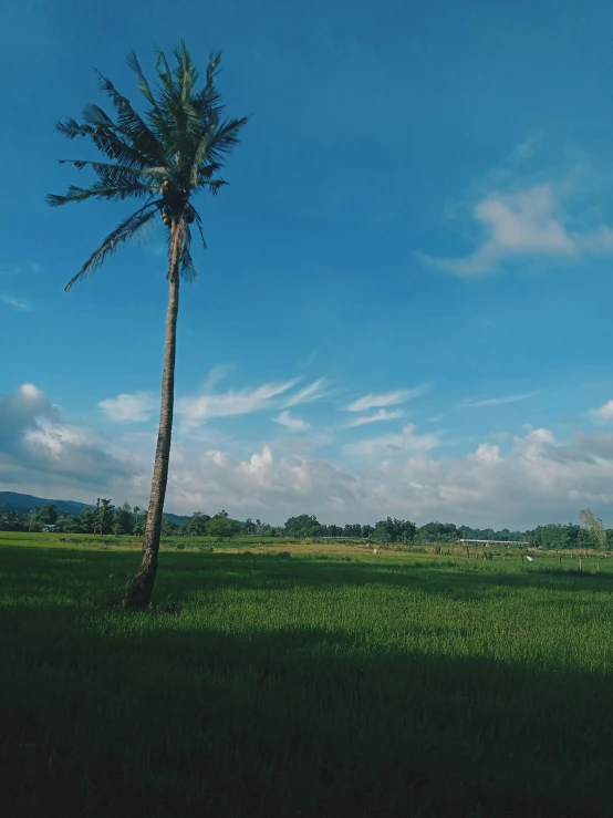 the lone palm tree stands alone among the green grass