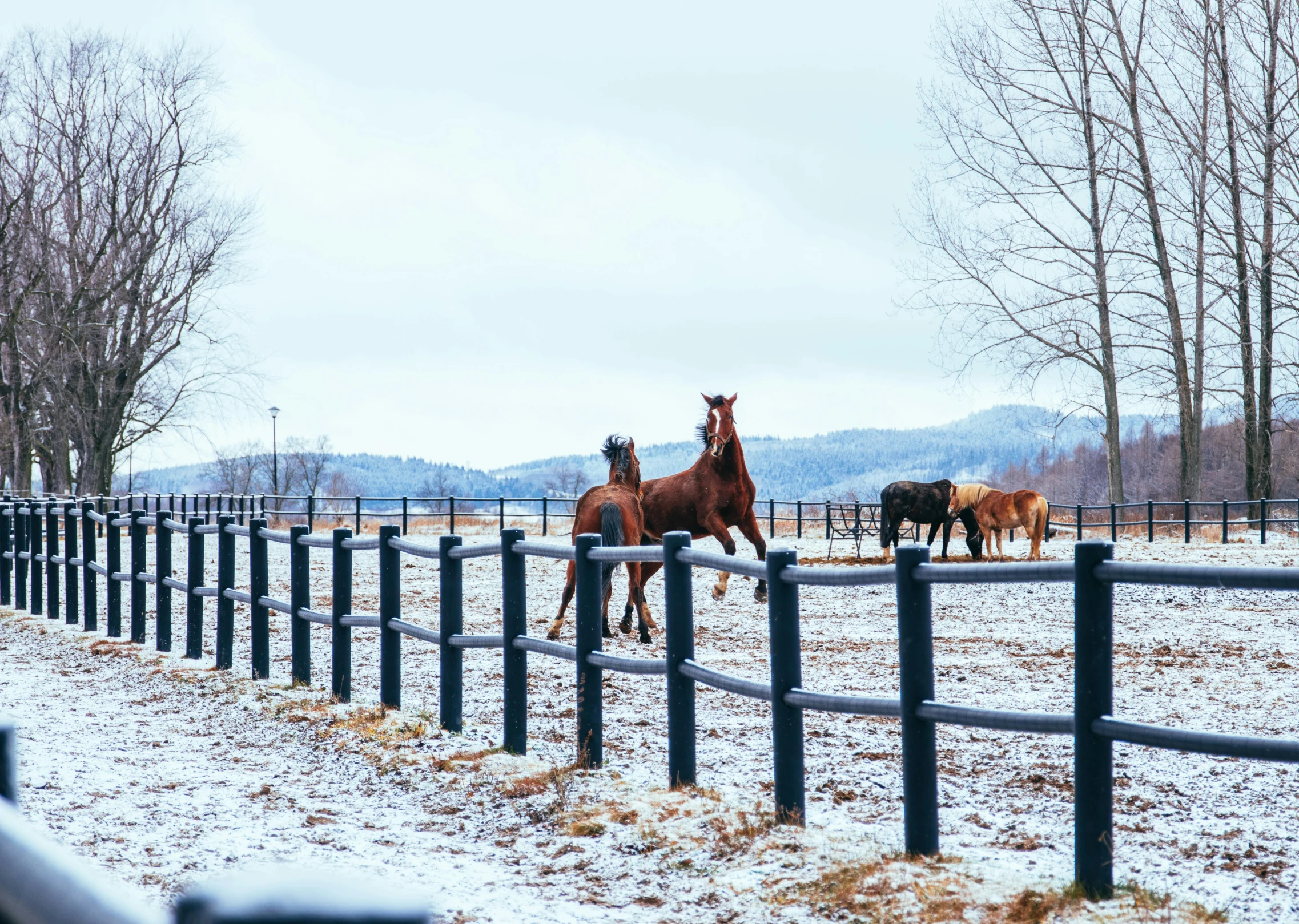 horses standing behind the fence in the snow