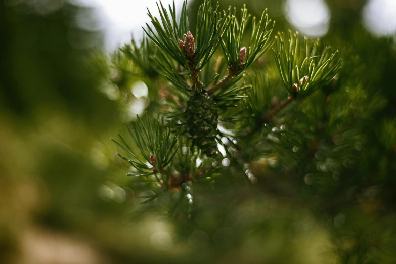 a nch of a pine tree that is getting it's needles wilted