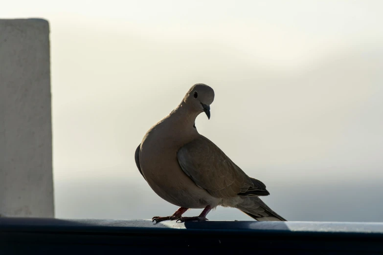 a bird standing on top of a roof next to a building