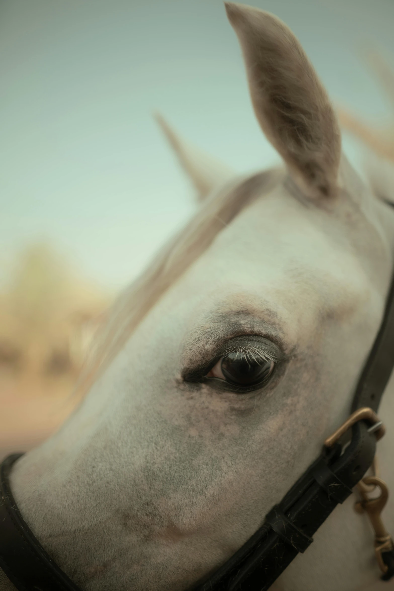 a white horse wearing a harness on it's head