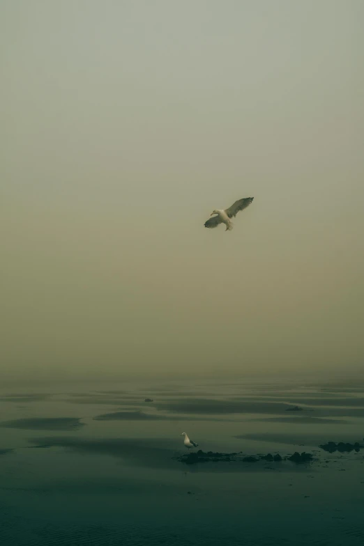 a bird is flying on the horizon of water